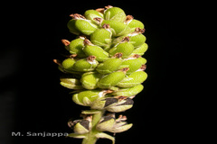 Psoralea corylifolia